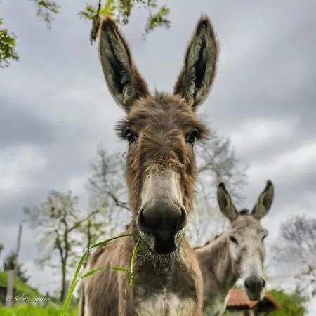 A La Campagne Semesterbostad Cezay